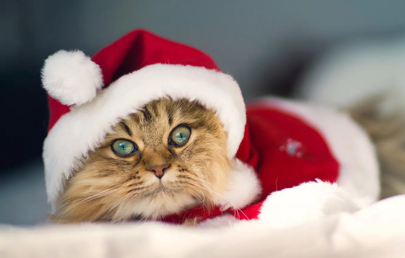 Фото обои костюм, Daisy, © Benjamin Torode, Christmas Cat