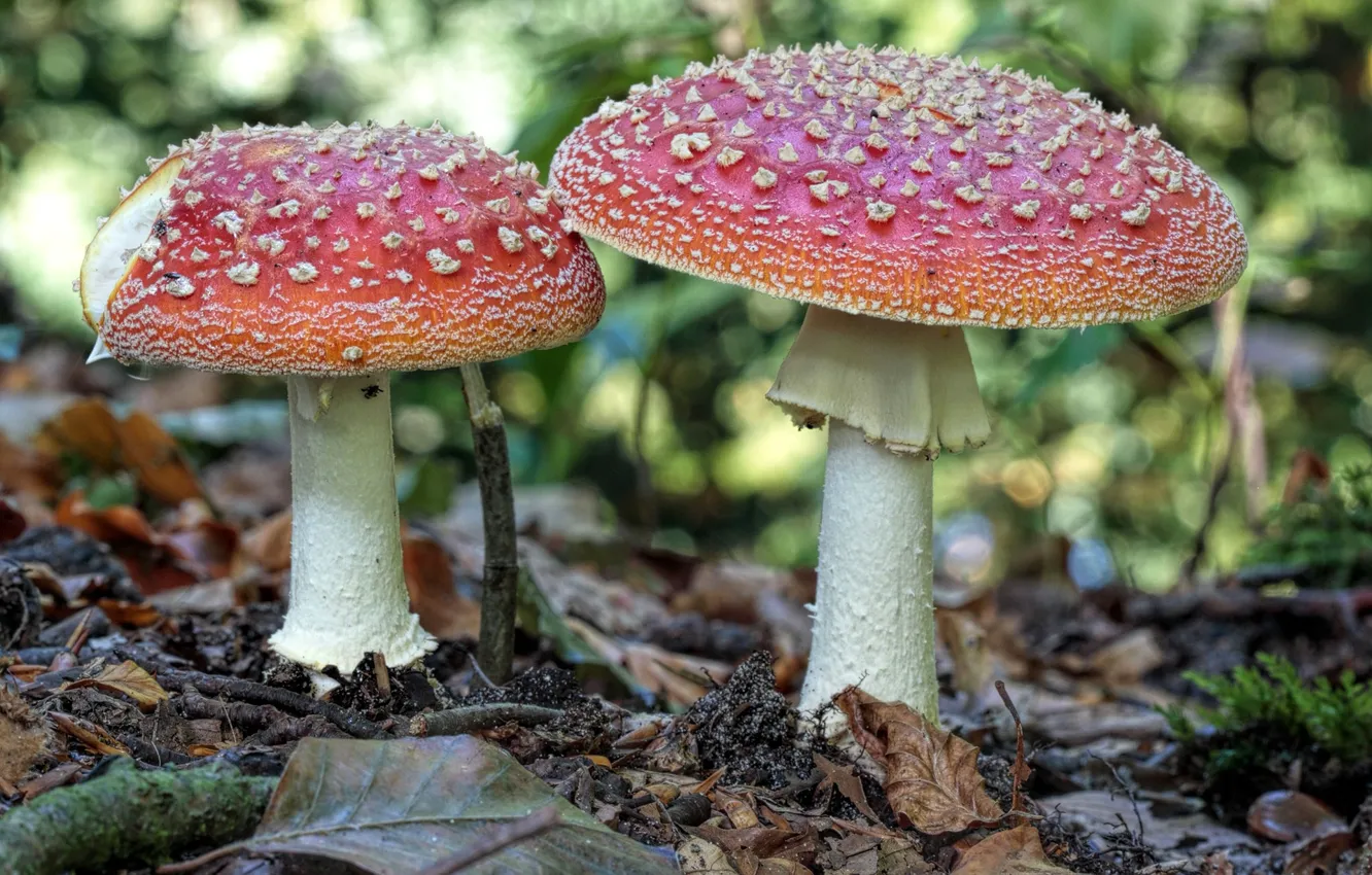 Фото обои осень, лес, грибы, мухомор, поганка