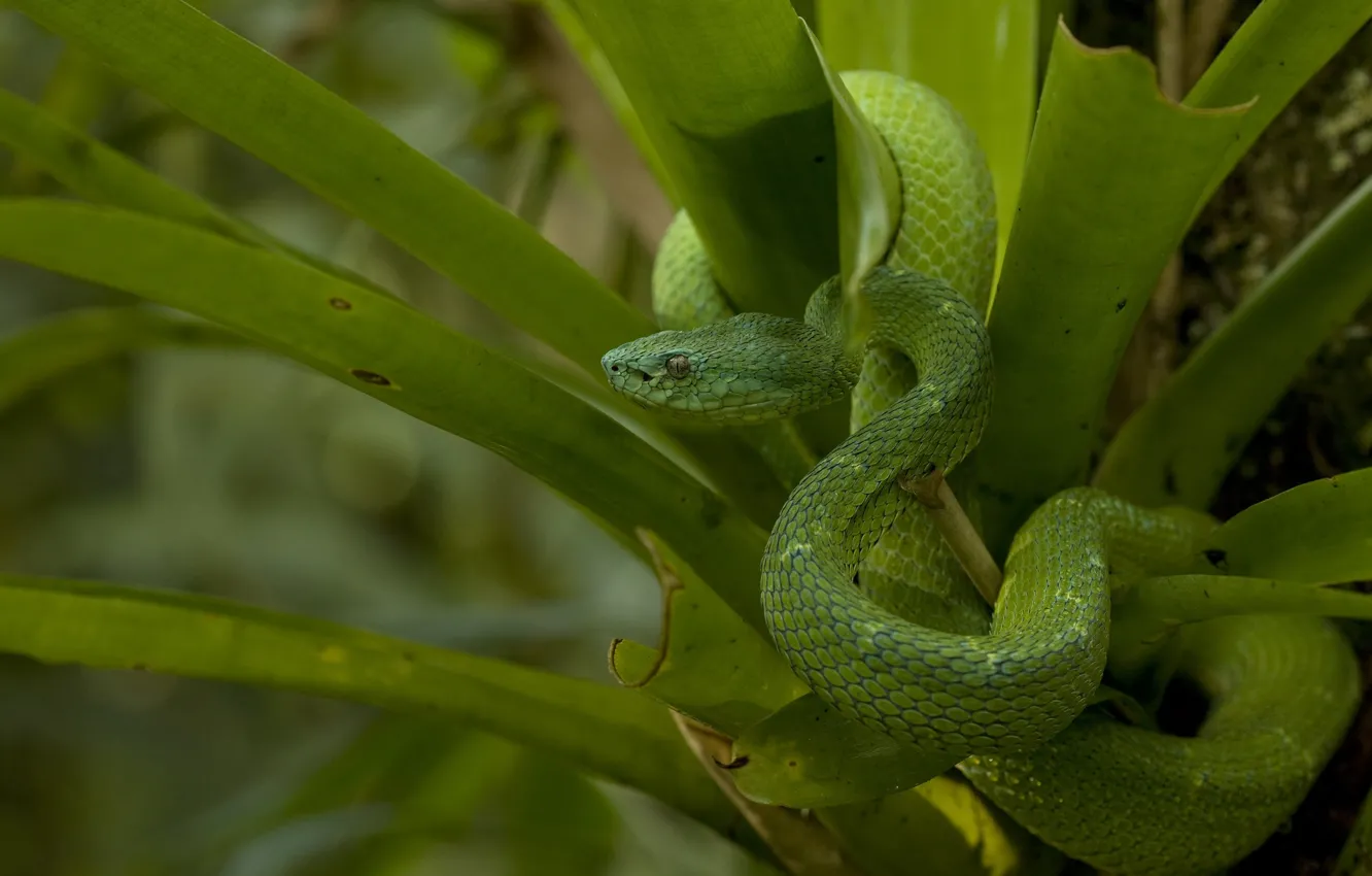 Фото обои листья, зеленый, змея