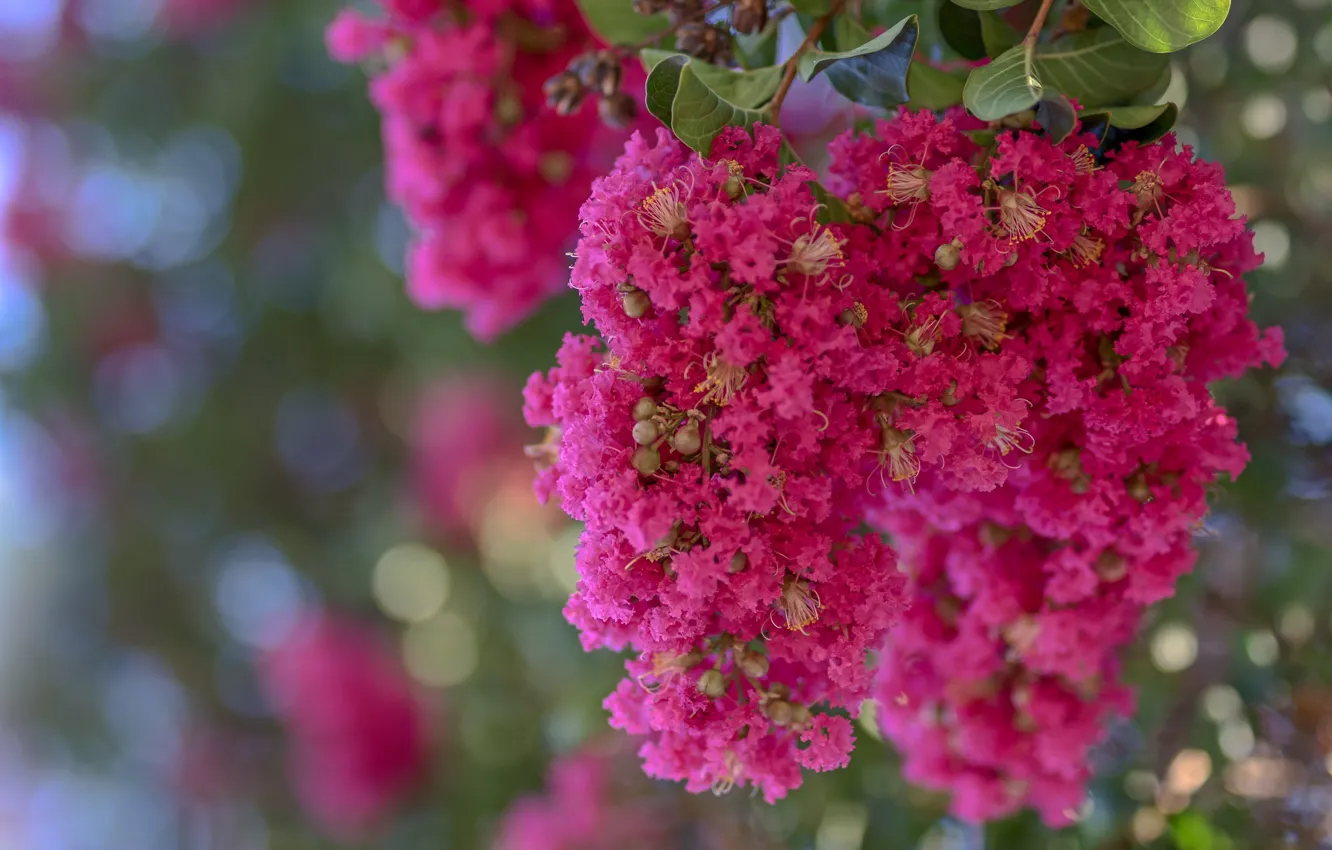 Фото обои макро, экзотика, малиновый