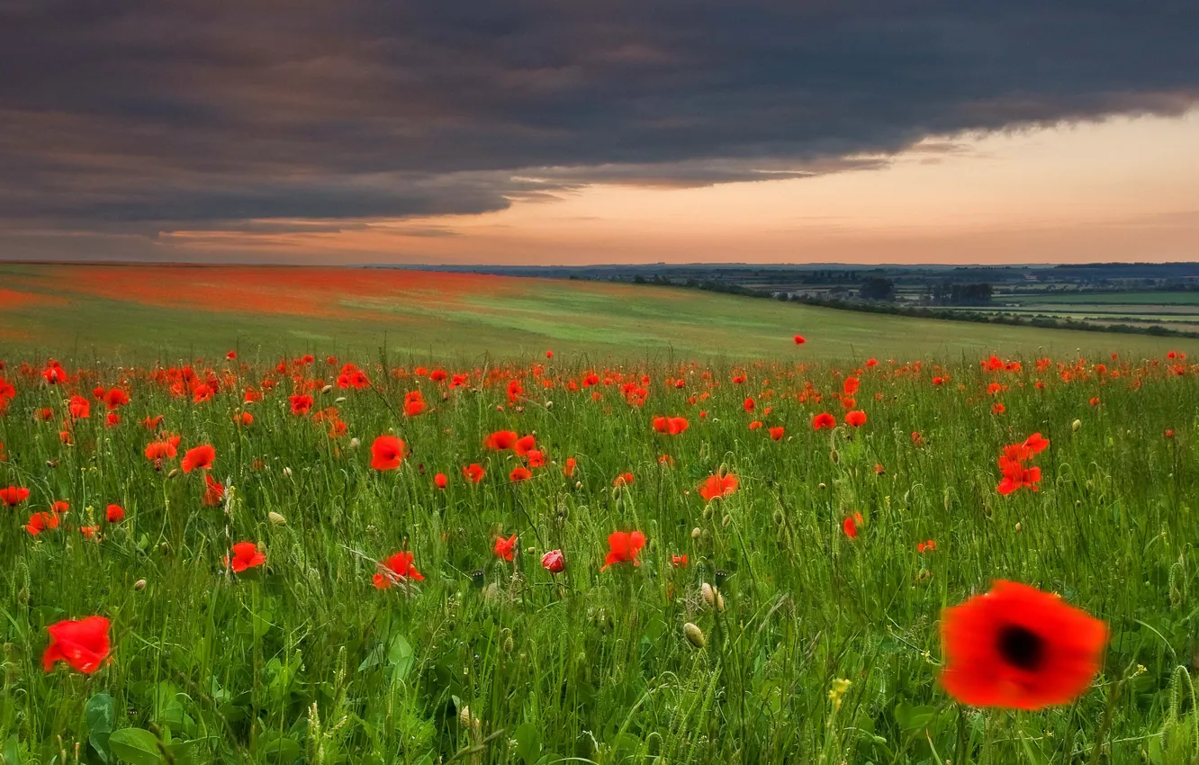 Фото обои поле, небо, трава, цветы, тучи, маки, луг