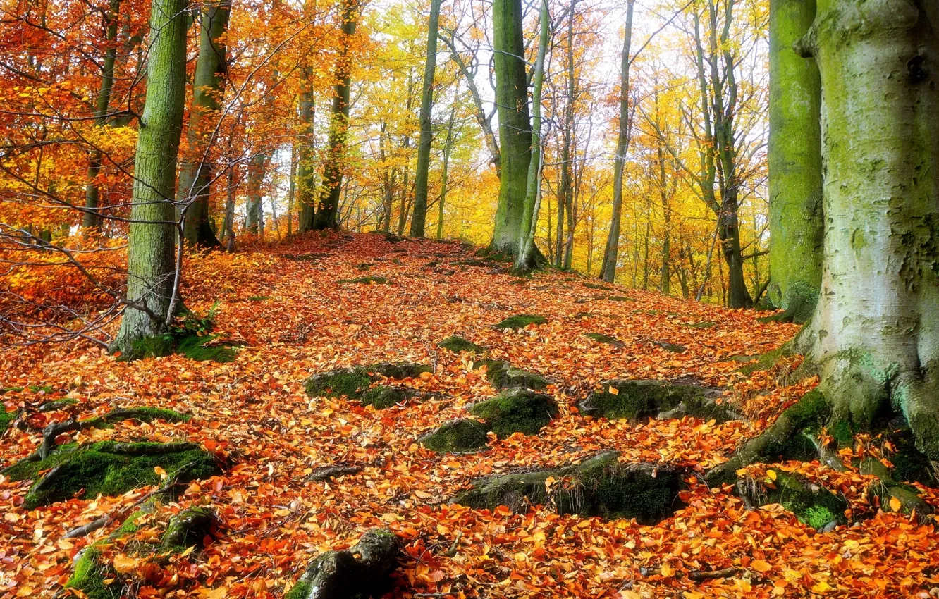 Фото обои forest, park, autumn, tree
