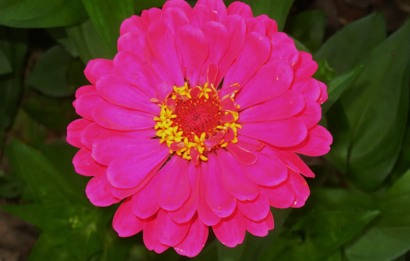 Фото обои Макро, Macro, Розовый цветок, Pink flower