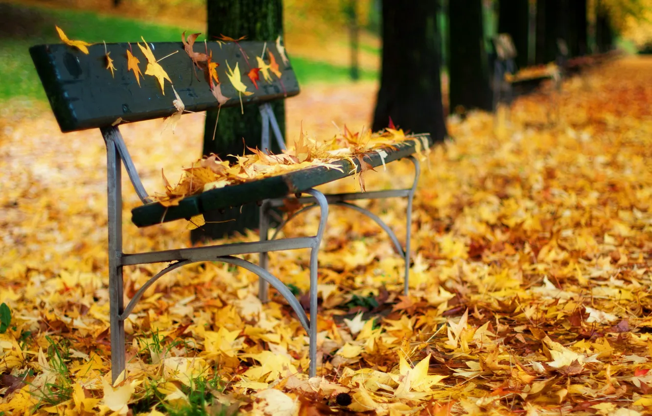 Фото обои осень, листья, парк, скамья