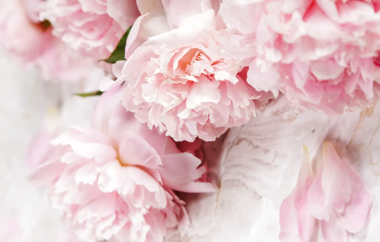 Фото обои цветы, букет, розовые, боке, пионы