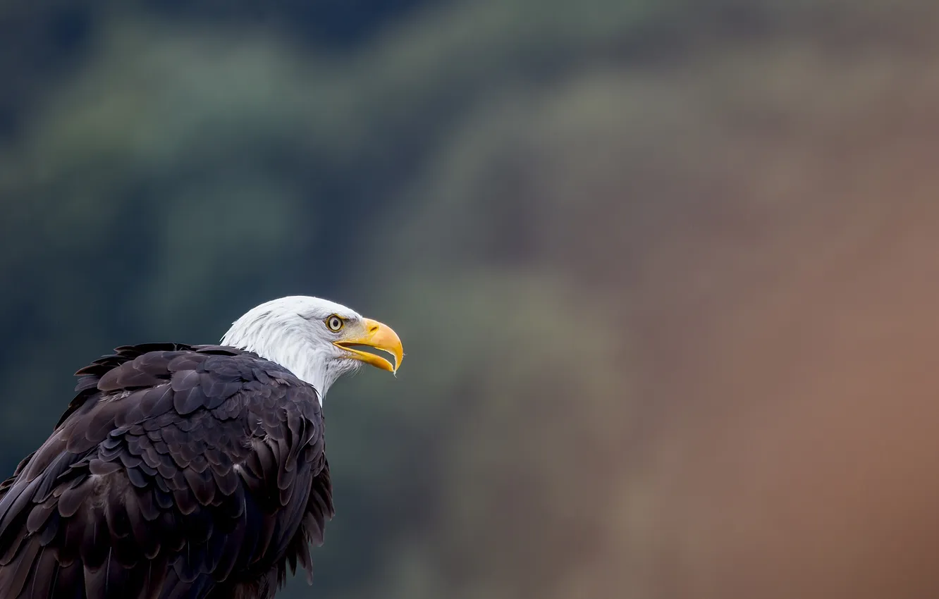 Фото обои bird, eagle, animal