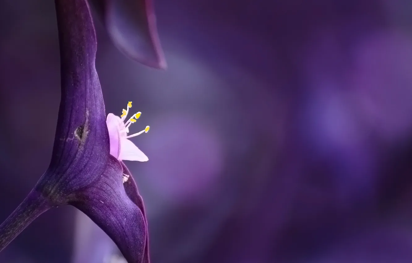 Фото обои цветок, фон, Фиолетовый