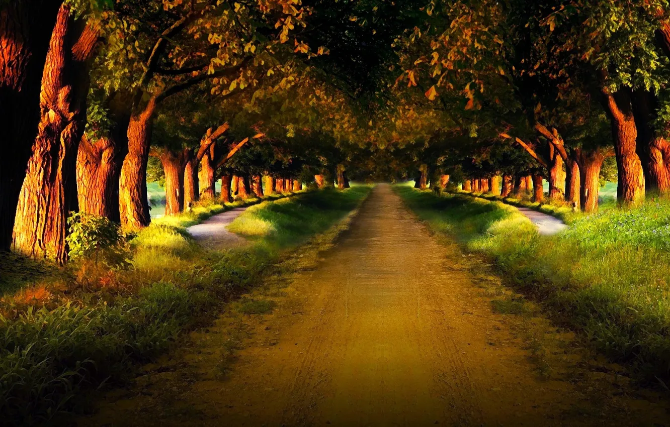 Фото обои дорога, лес, деревья, природа, путь, тропинка