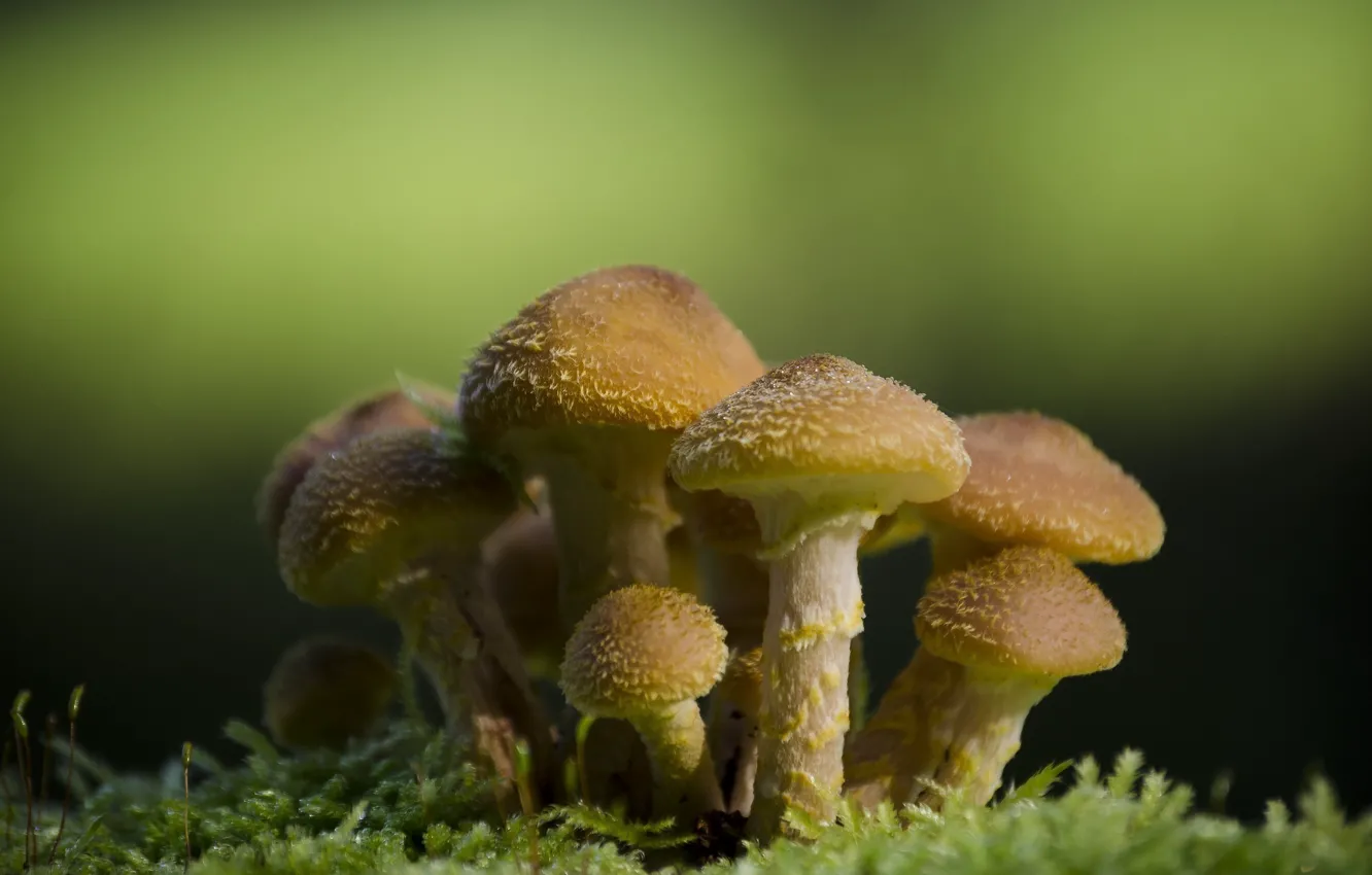 Фото обои макро, грибы, мох, семейка