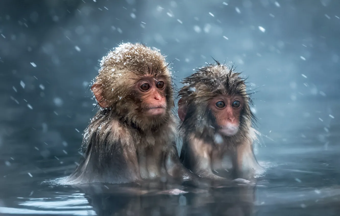 Фото обои животные, взгляд, вода, снег, макаки, шерсть, купание, обезьяна