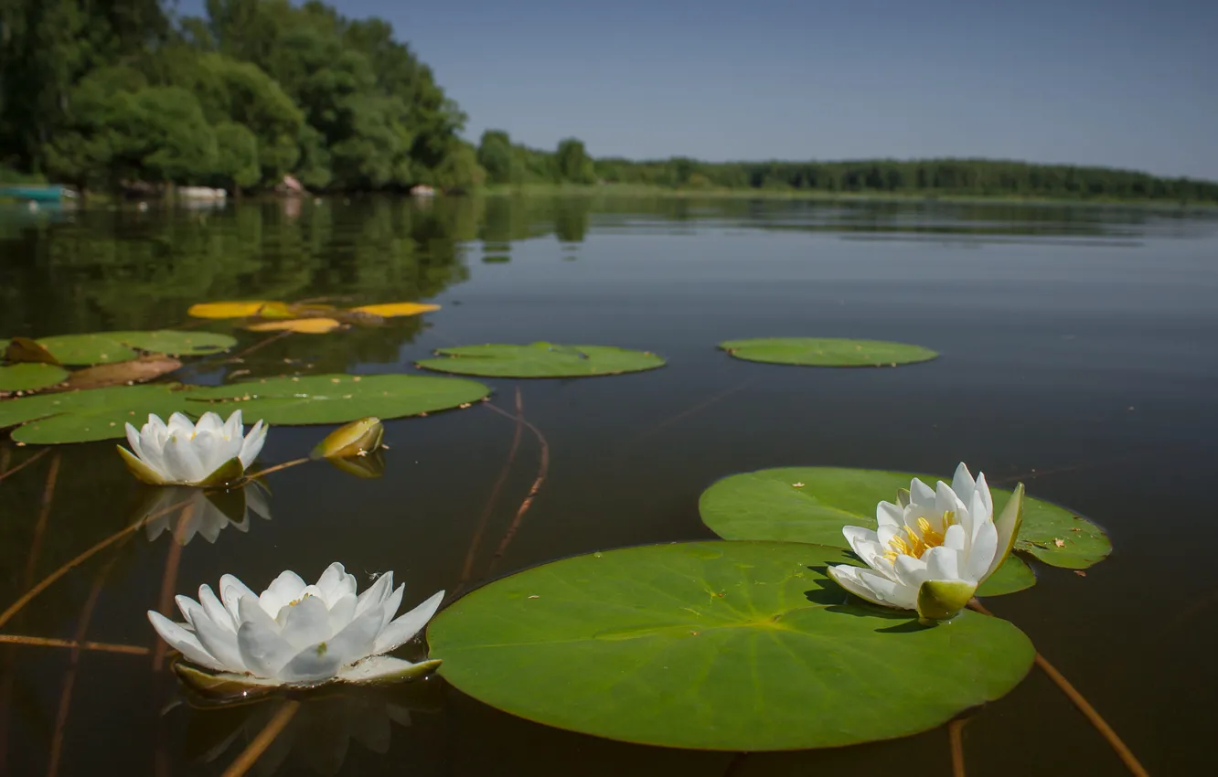 Фото обои листья, цветы, озеро, пруд, белые, водяные лилии, водоем, кувшинки