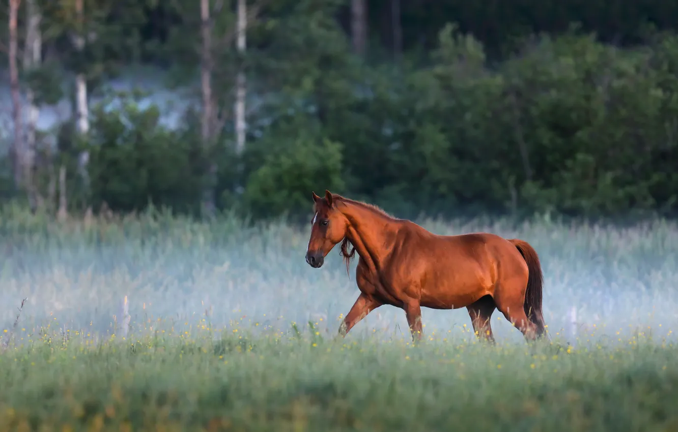 Фото обои природа, туман, конь, лошадь, утро, гнедой
