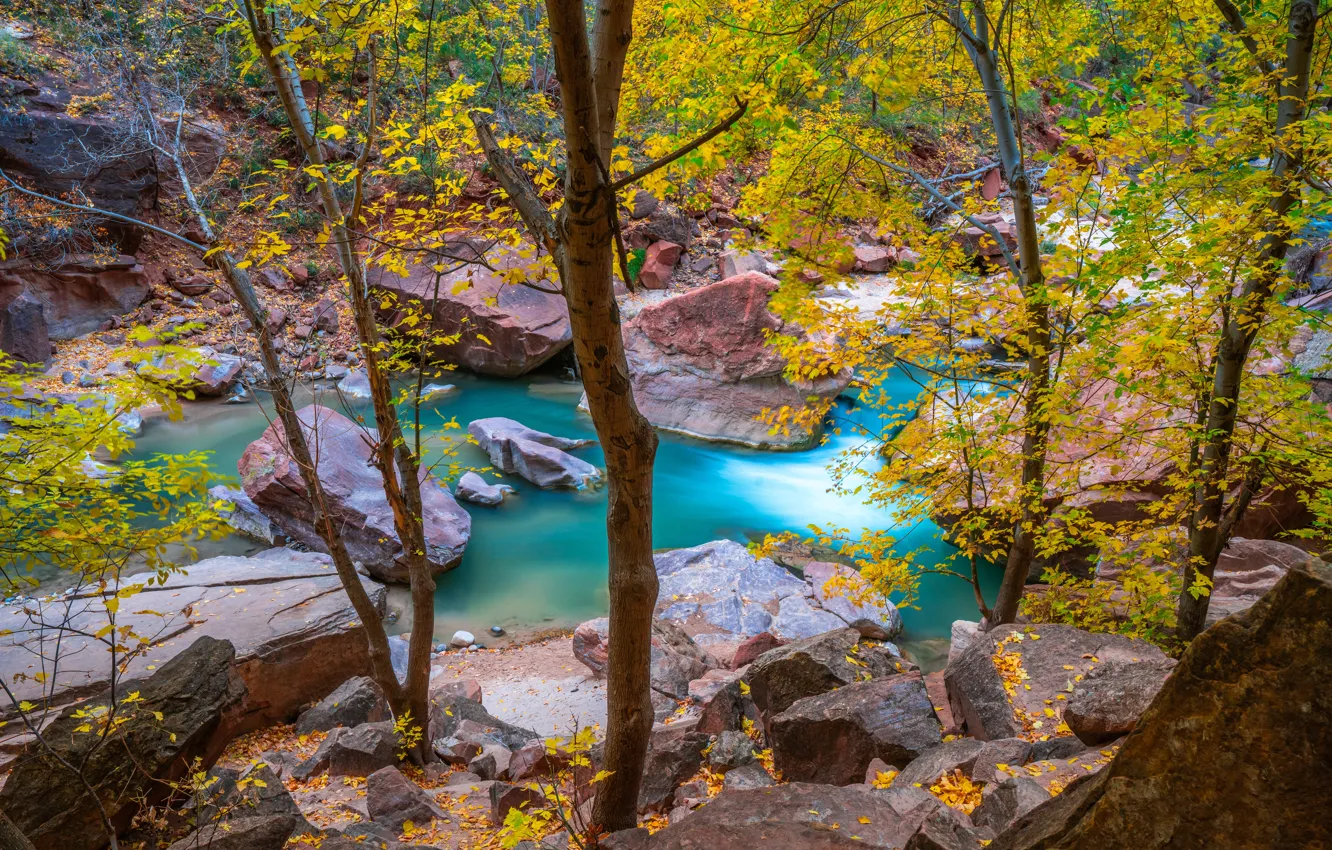 Фото обои осень, лес, деревья, ручей, камни, речка, водоем