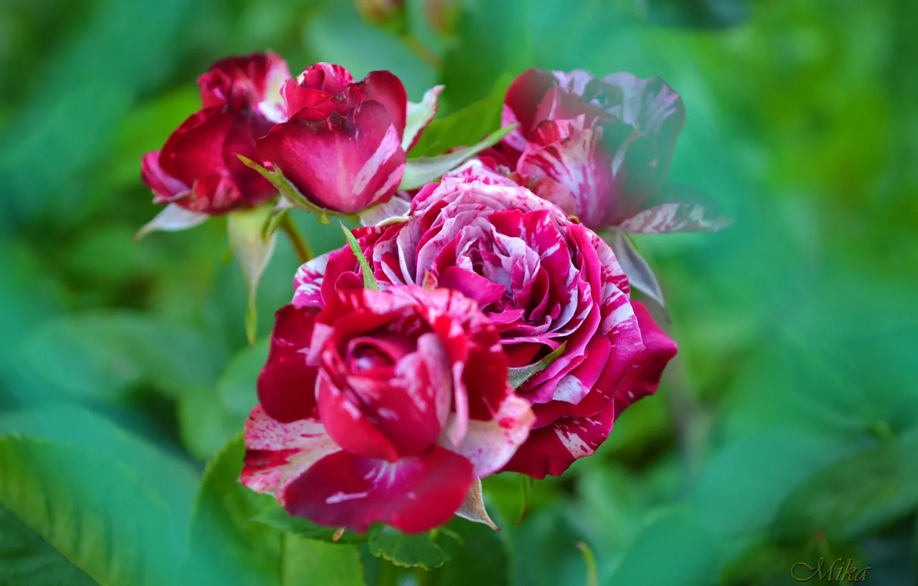 Фото обои Бутоны, Розы, Roses