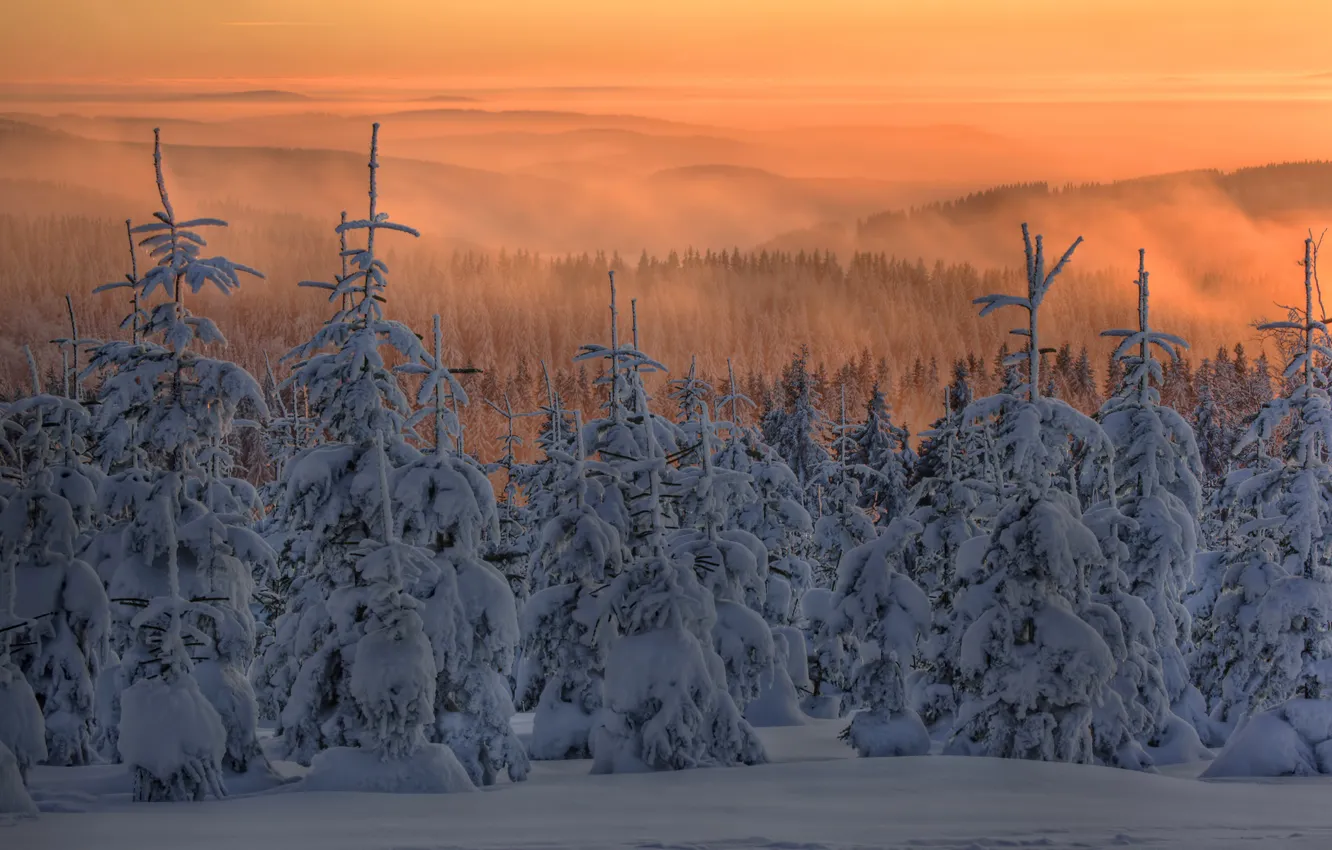 Фото обои зима, лес, снег, закат, туман, елки, ели, сумерки