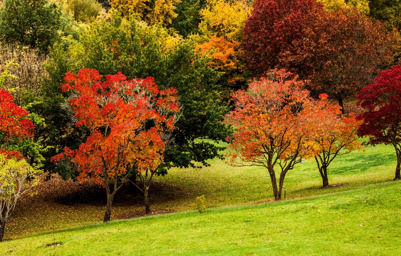 Фото обои осень, трава, цвета, деревья, парк, склон, Австралия, Mount Lofty Botanic Garden