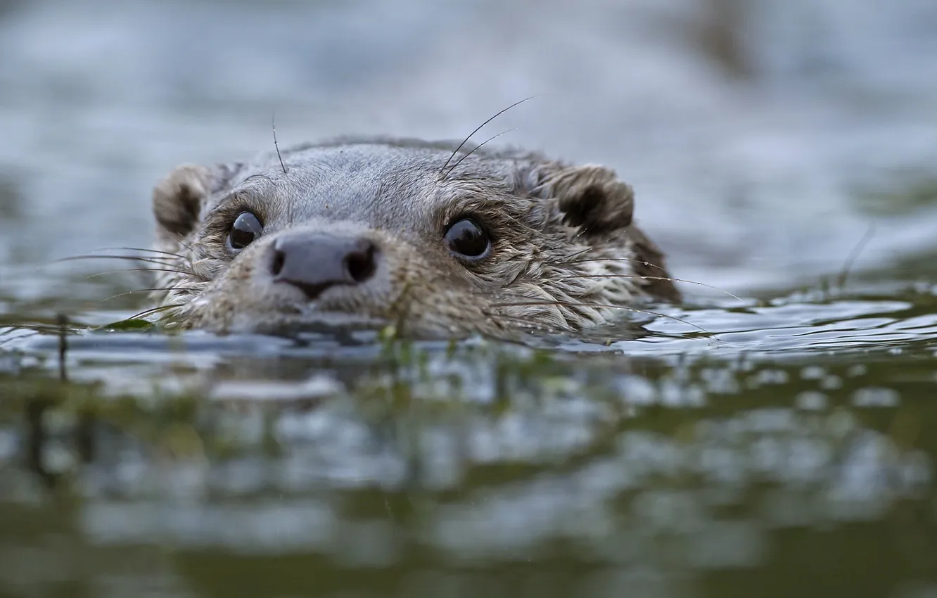 Фото обои животные, вода, animals, water, otter, выдра