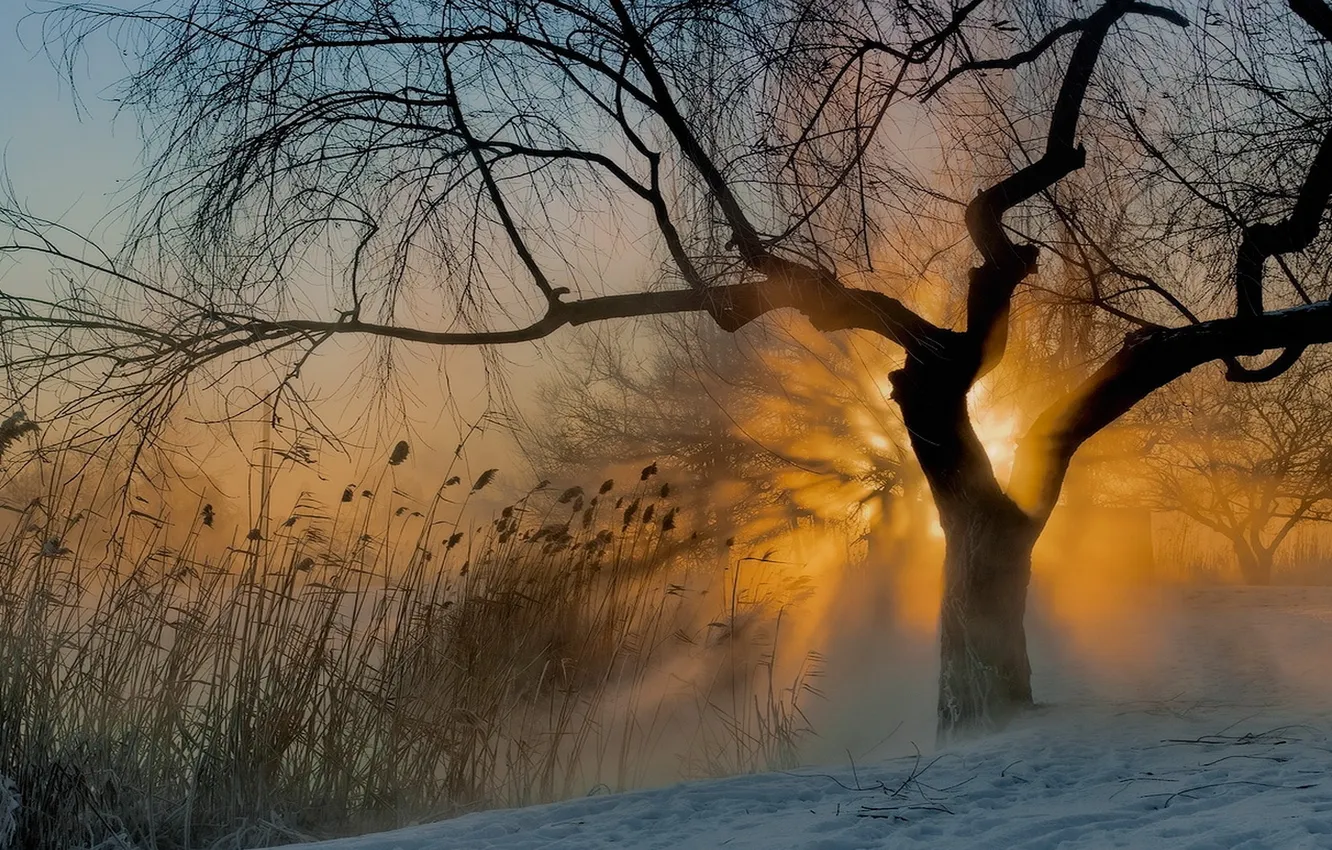 Фото обои солнце, туман, дерево, утро