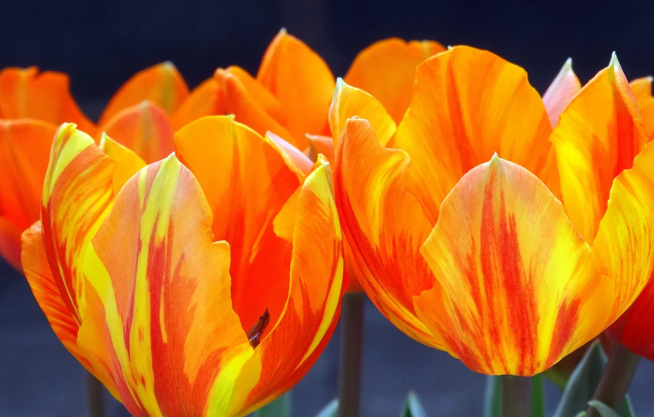 Фото обои макро, весна, лепестки, тюльпаны