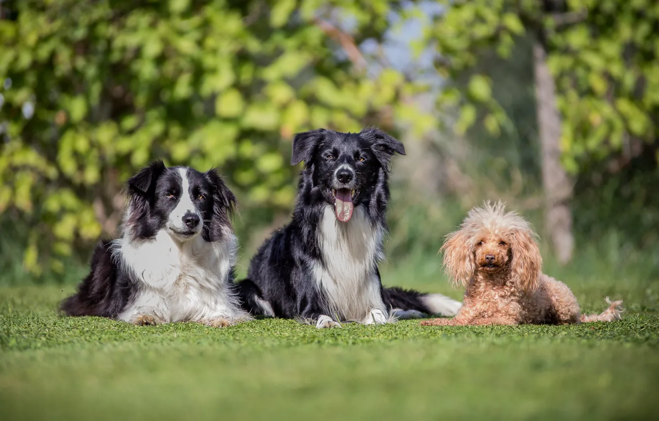 Фото обои собаки, трио, друзья, пудель, боке, бордер-колли, троица