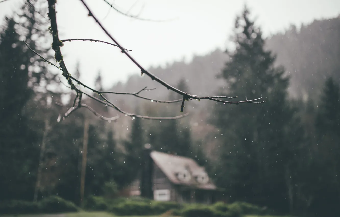Фото обои лес, дом, дождь, ветка