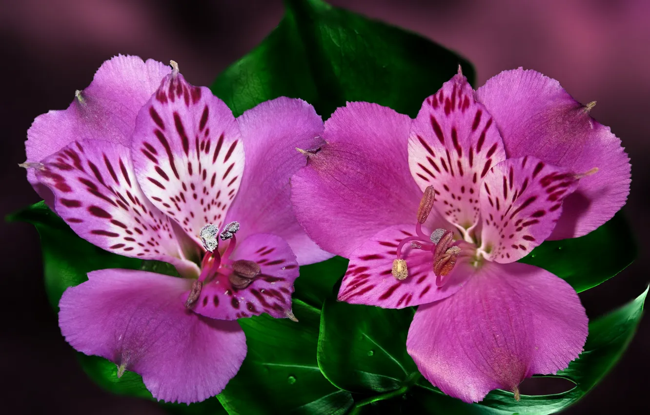 Фото обои цветок, макро, альстромерия, Перуанская лилия