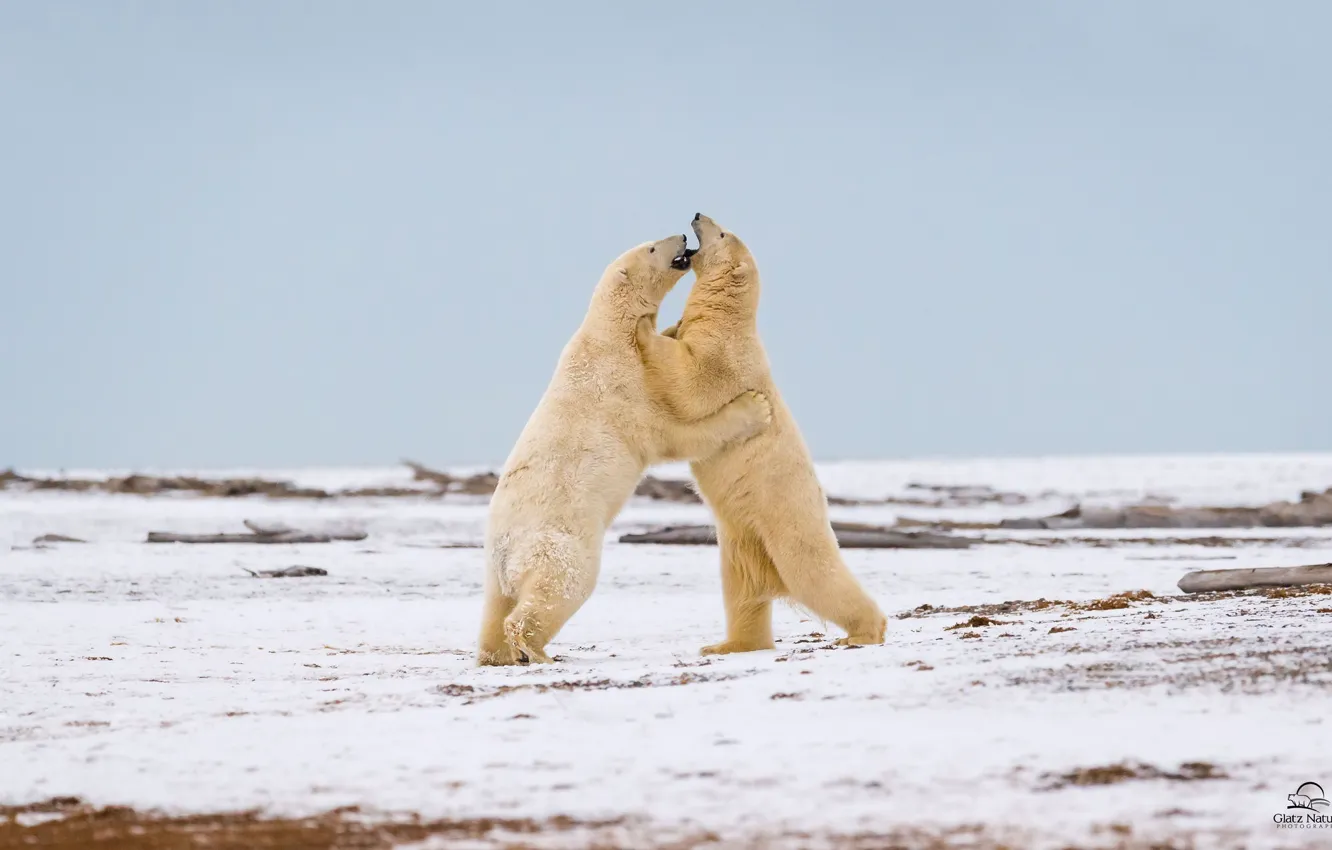 Фото обои игра, хищники, борьба, двое, полярные медведи