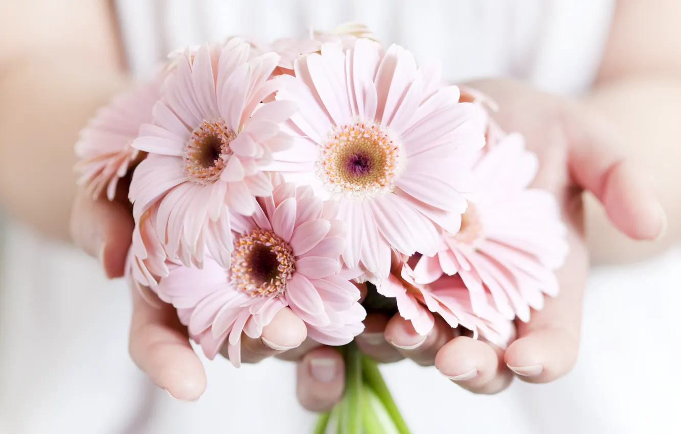 Фото обои цветы, растения, руки, розовые