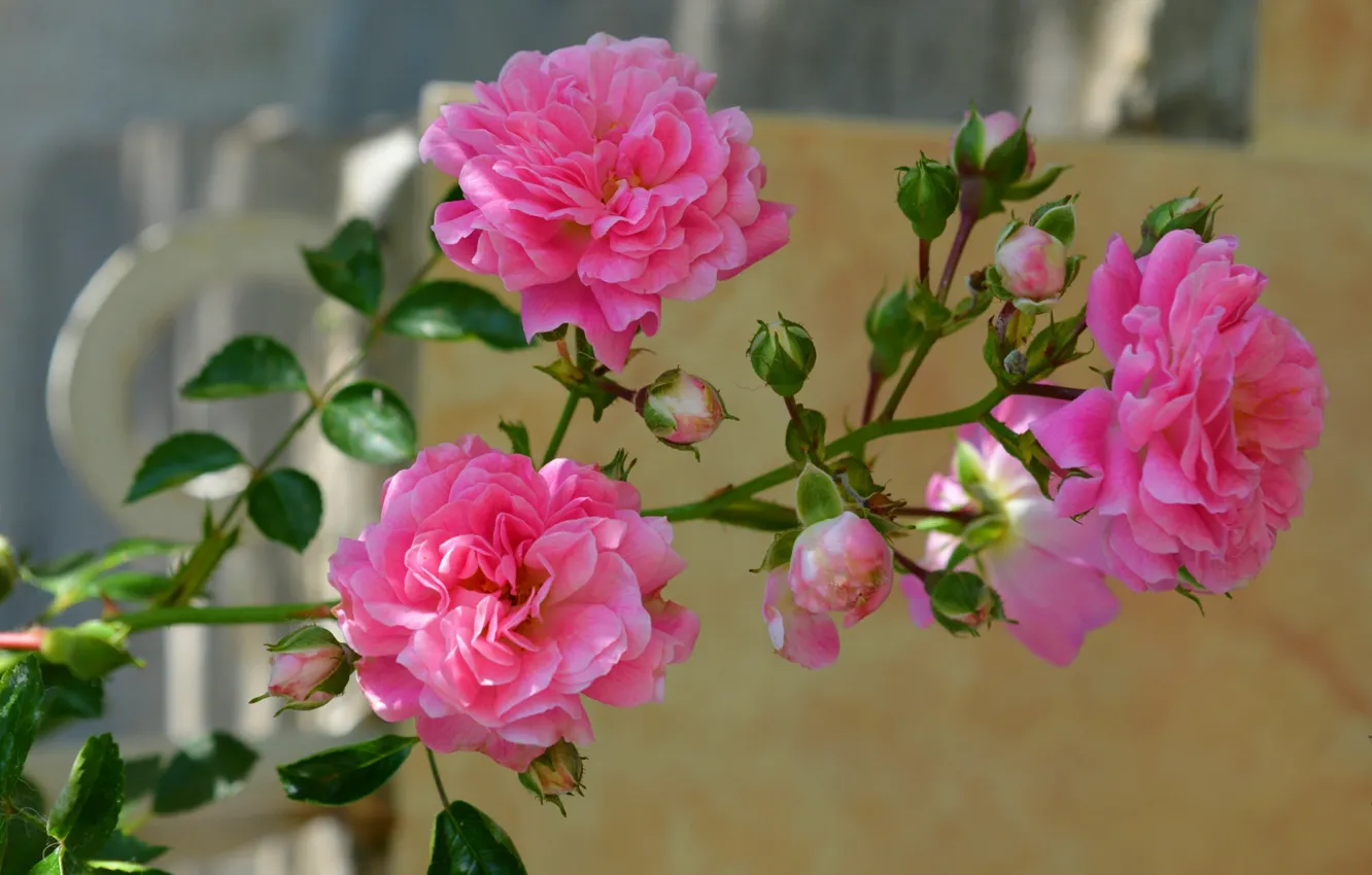 Фото обои Бутоны, Pink roses, Розовые розы