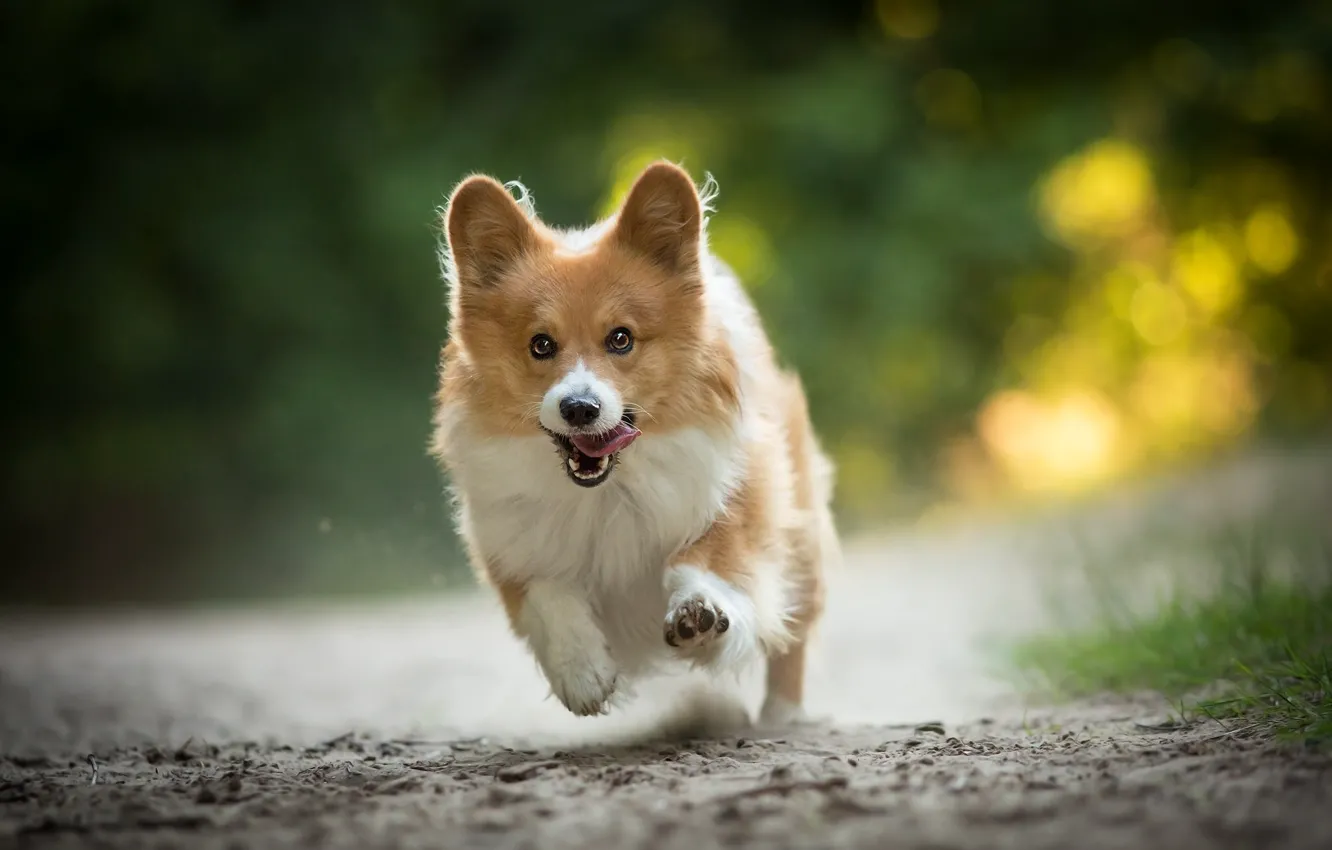 Фото обои радость, настроение, собака, бег, прогулка, Вельш-корги
