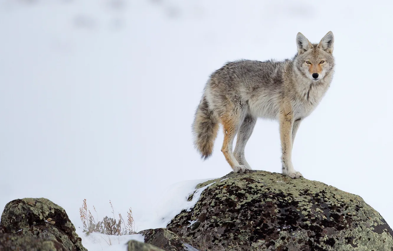 Фото обои зима, снег, поза, камень, волк, койот