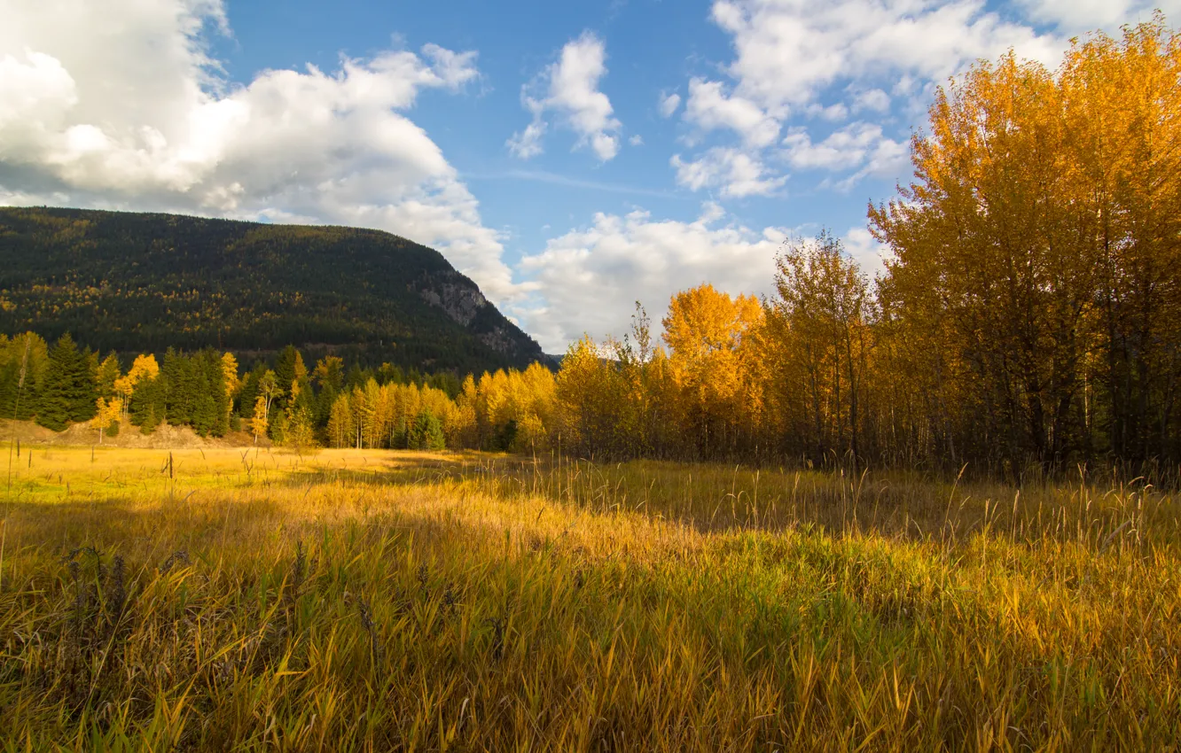 Фото обои field, Autumn, fall