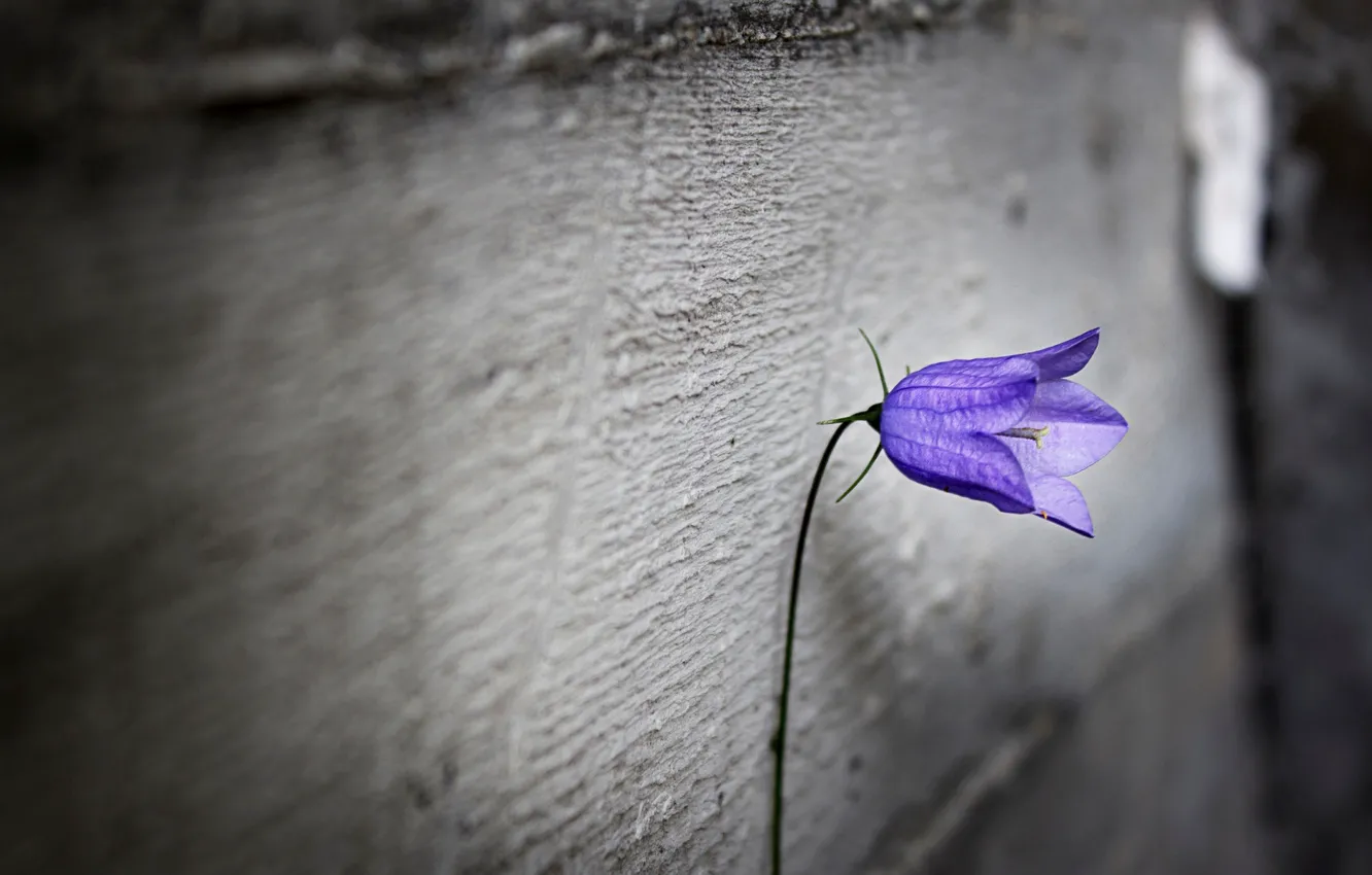 Фото обои фиолетовый, цветы, одиночество, фон, обои, размытие, wallpaper, flower