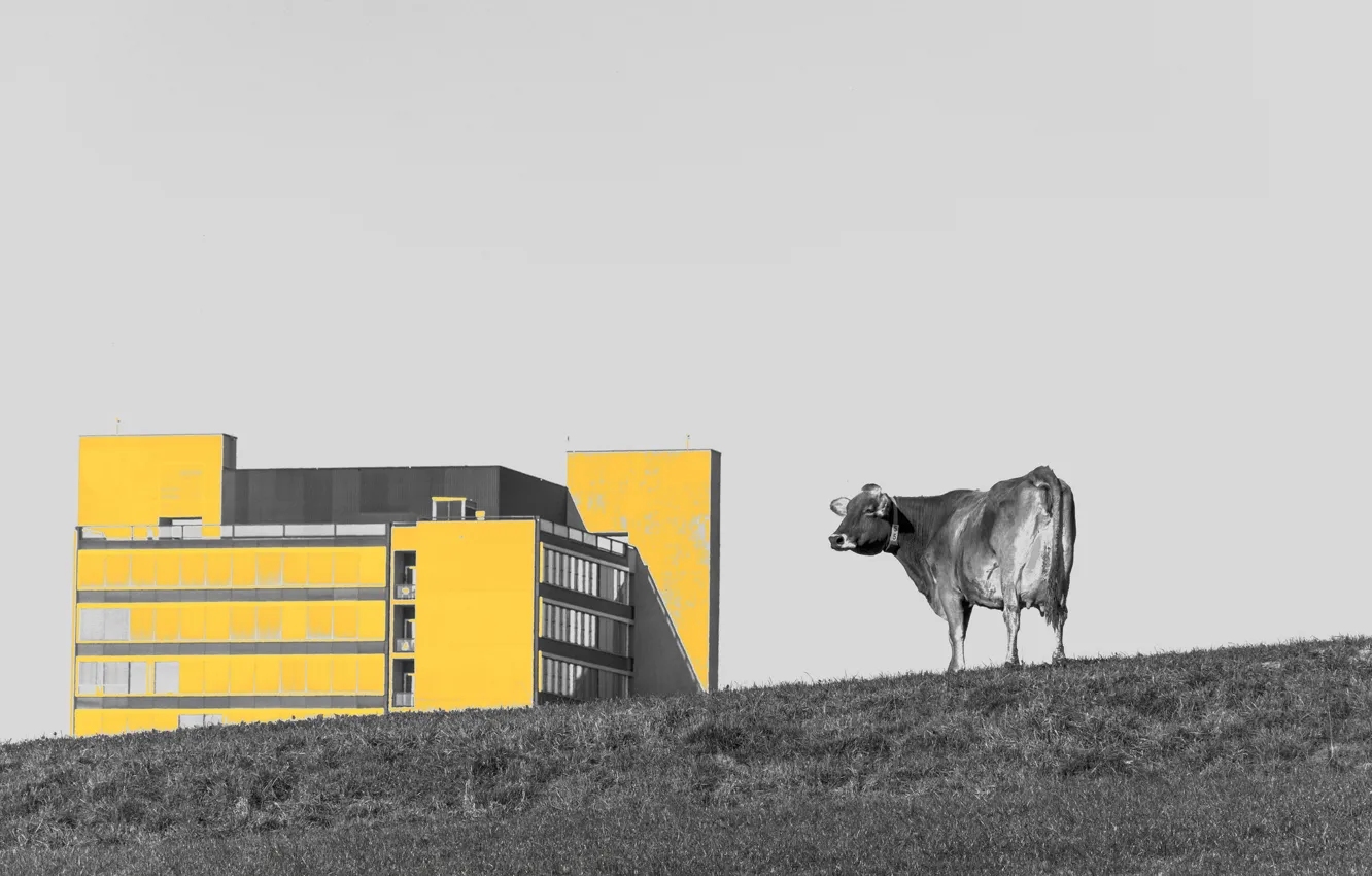 Фото обои город, дом, корова