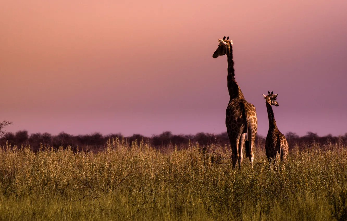 Фото обои Namibia, Africa, wildlife, family, giraffes
