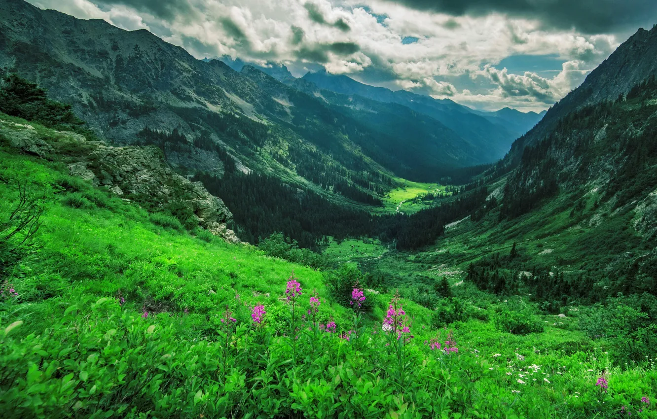 Фото обои Горы, Лес, Речка, Склон, Иван-Чай