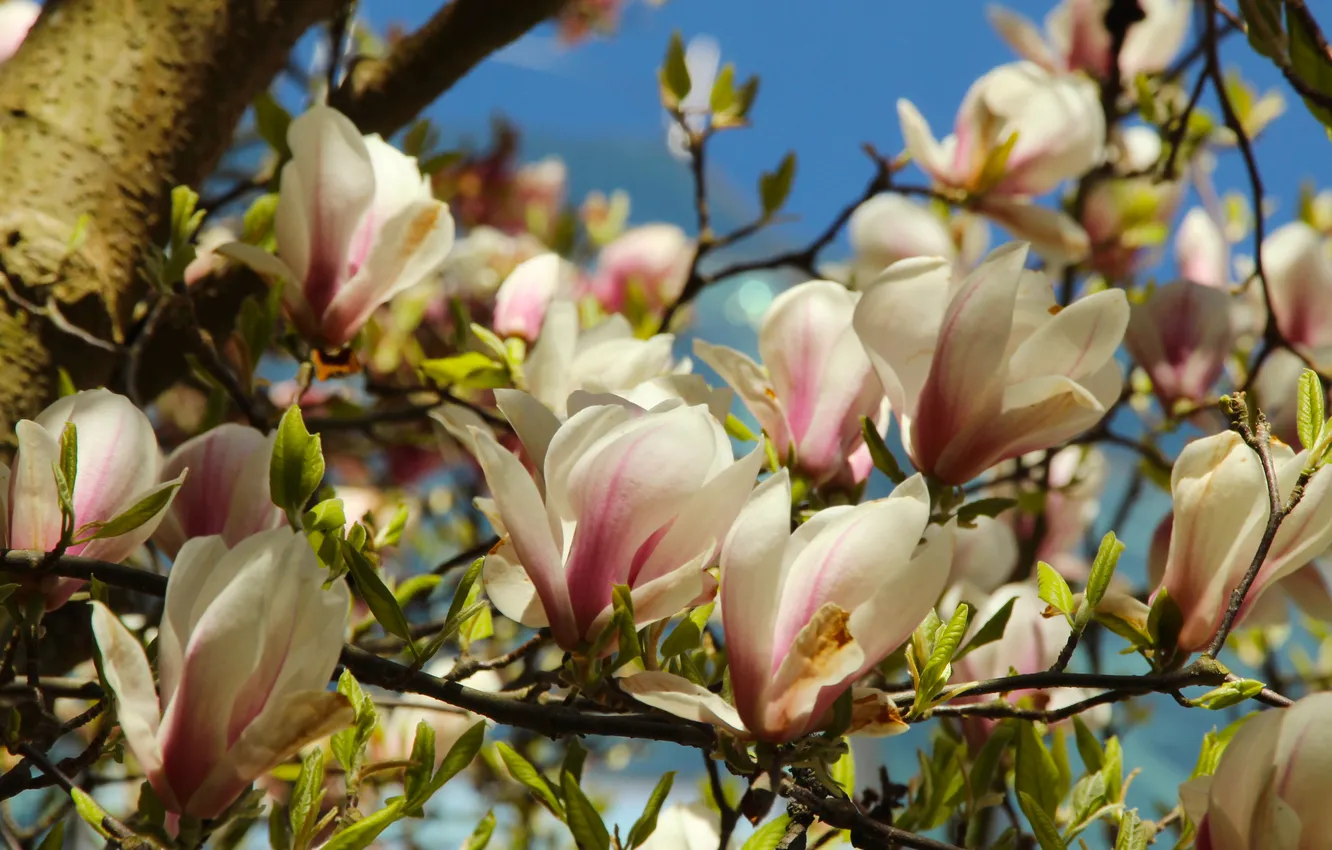 Фото обои spring, magnolia, twig
