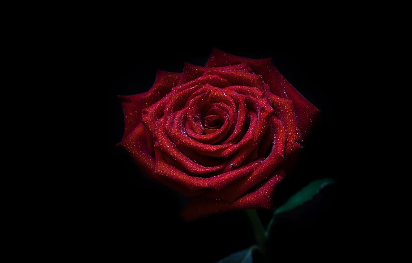 Фото обои капли, роза, красная роза, Red rose, роза на черном, капли на розе