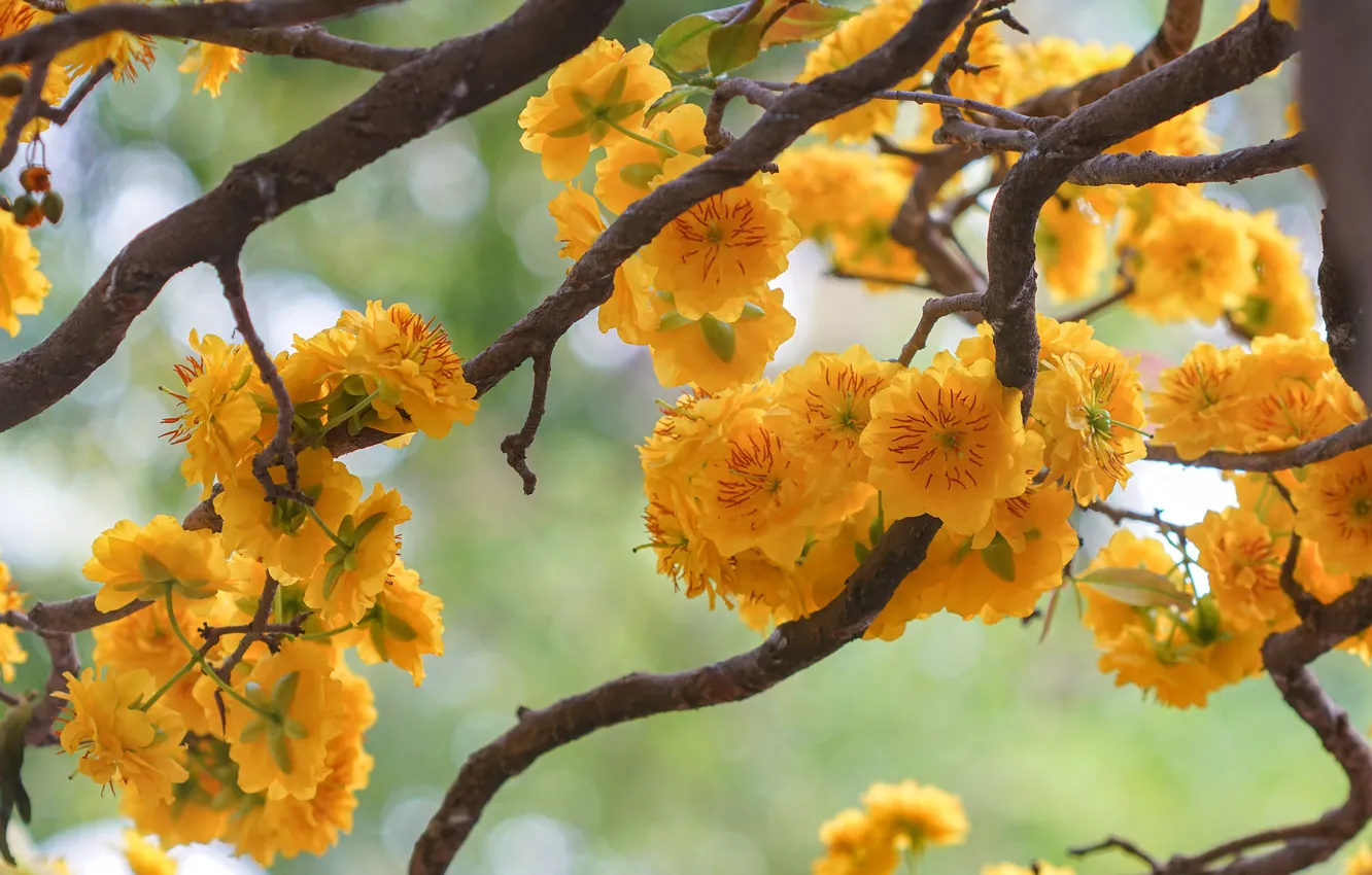 Фото обои цветы, ветки, весна, желтые, оранжевые