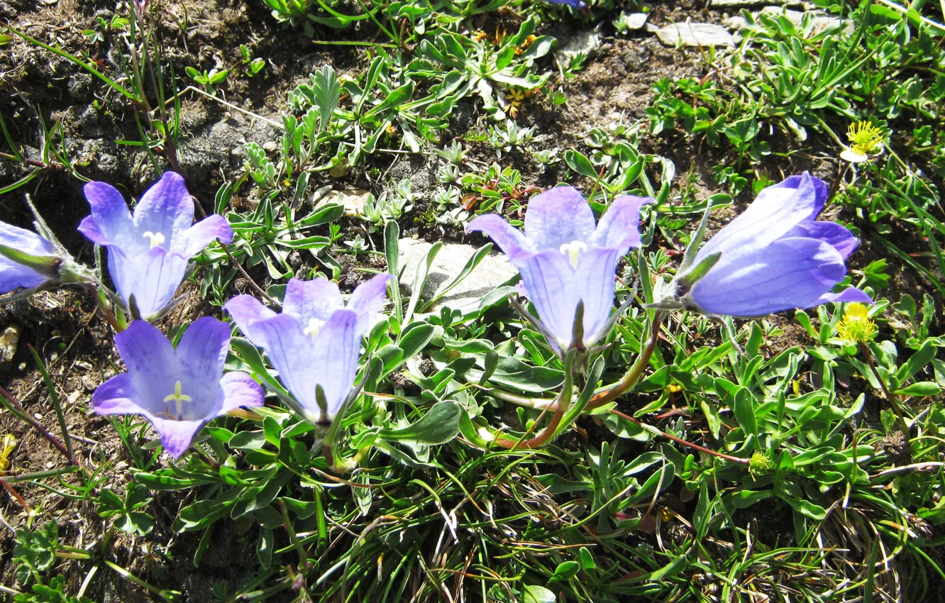 Фото обои природа, весна, колокольчики