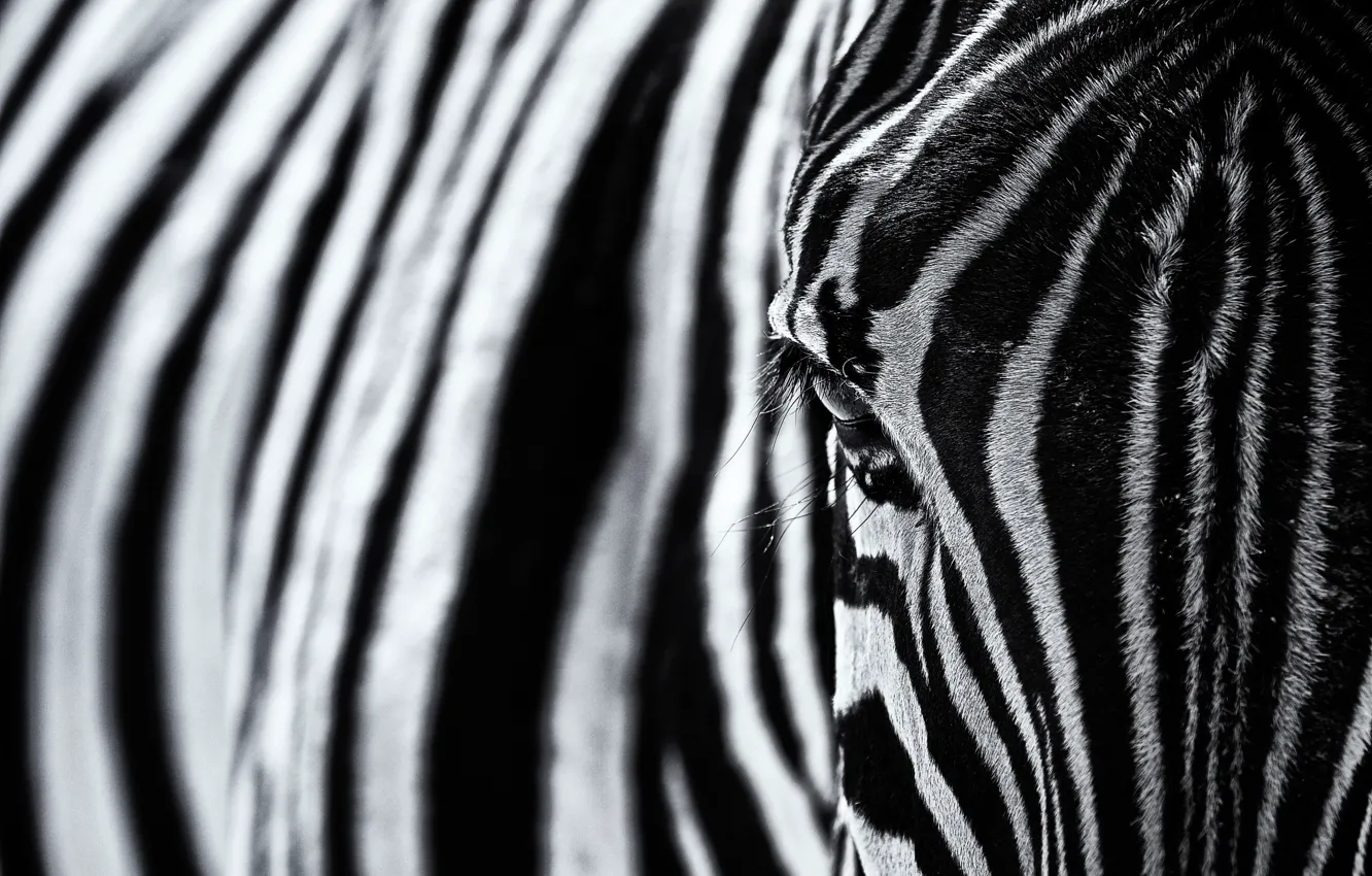 Фото обои полоски, текстура, зебра, чёрно - белое фото