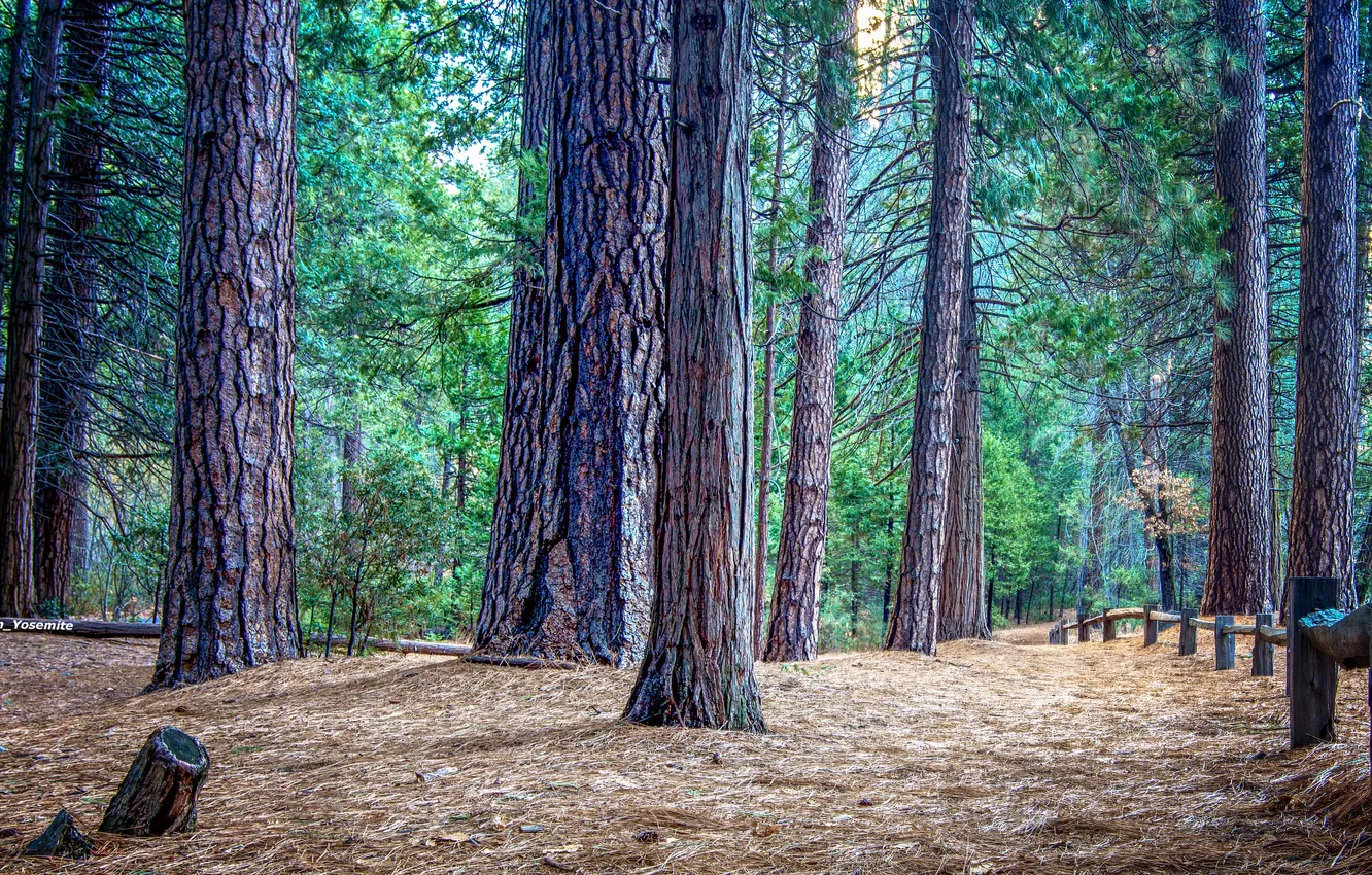 Фото обои лес, деревья, сосна