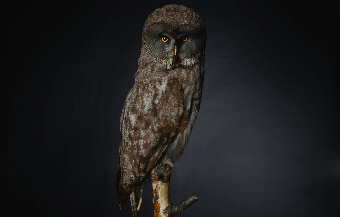 Фото обои глаза, сова, ветка, eyes, branch, owl