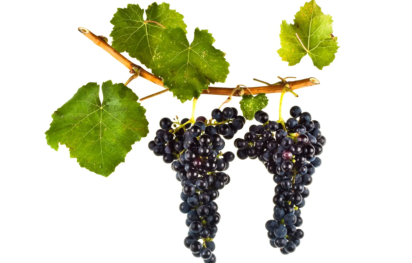Фото обои wine, leaves, grapes, red wine, vitis vinifera, Petite Verdot