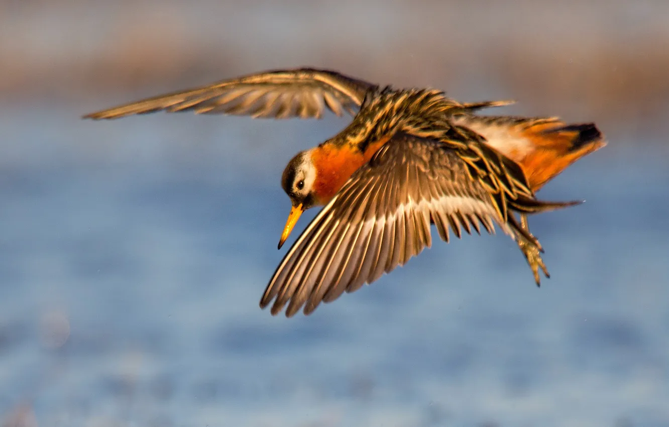 Фото обои вода, полет, птица, крылья, клюв, плосконосый плавунчик