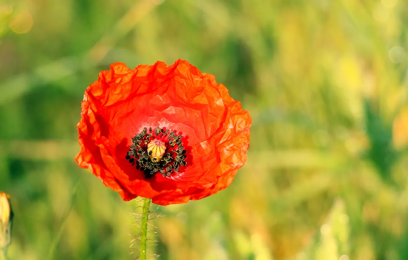 Фото обои red, poppy, blooming