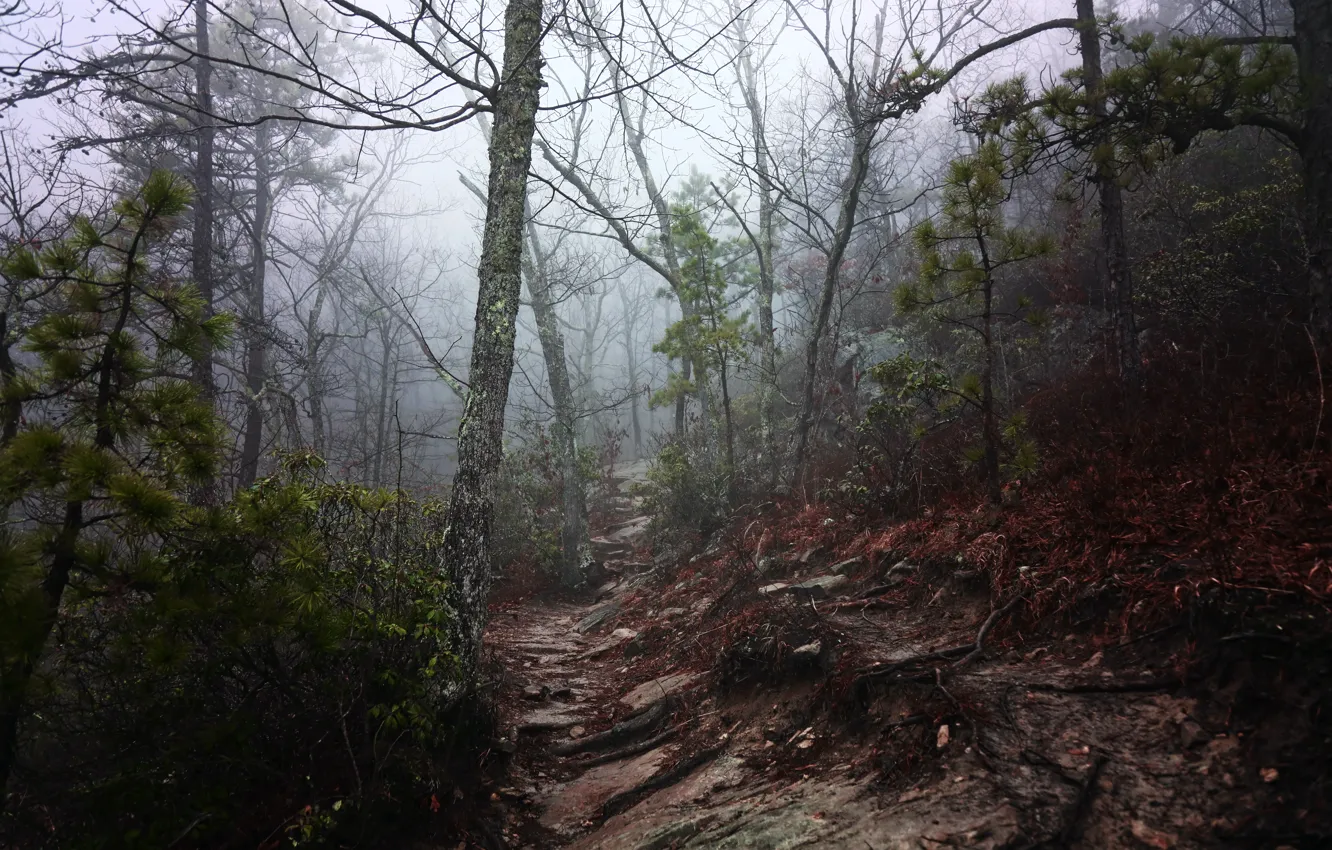 Фото обои лес, деревья, природа, туман, тропинка