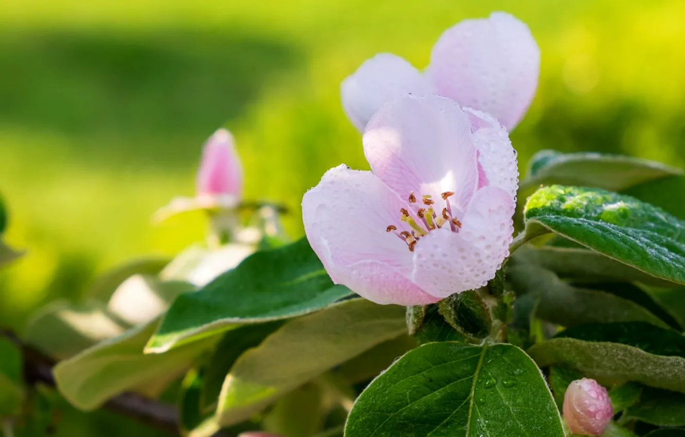 Фото обои макро, роса, розовый, весна, яблоня