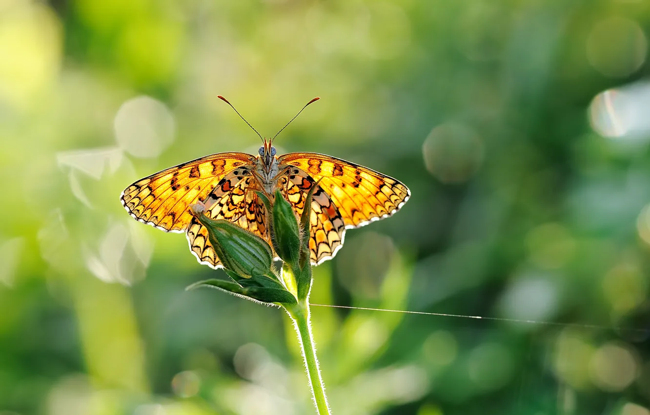 Фото обои зелень, макро, блики, бабочка, крылья, размытость