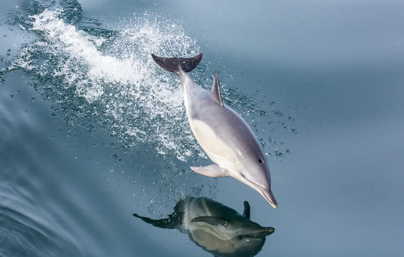 Фото обои море, вода, брызги, дельфин, отражение, прыжок